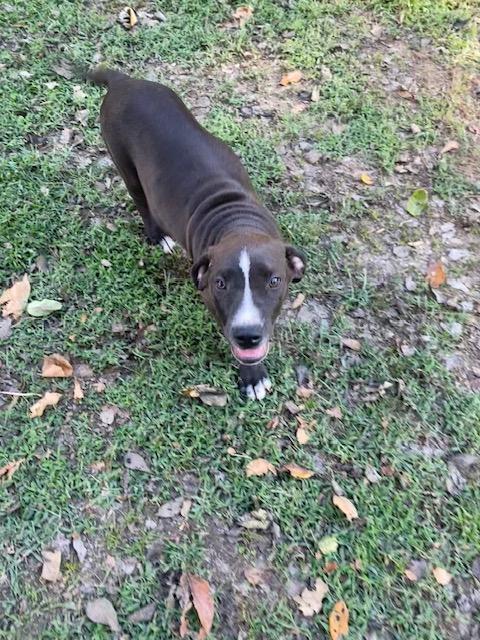 Max, a Adoptable mixed breed in Watertown, CT image 2/4