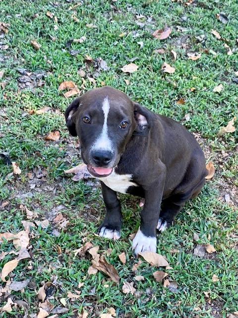 Max, Adoptable, Puppy Male Labrador Retriever & Boxer.
