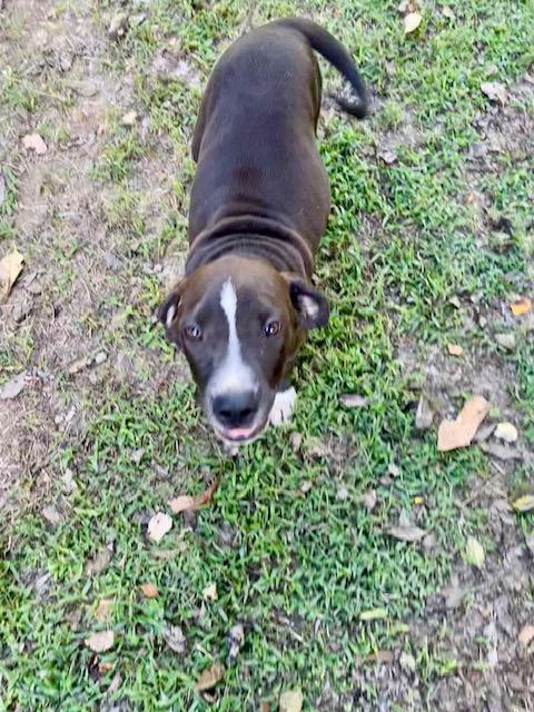 Max, a Adoptable mixed breed in Watertown, CT image 3/4