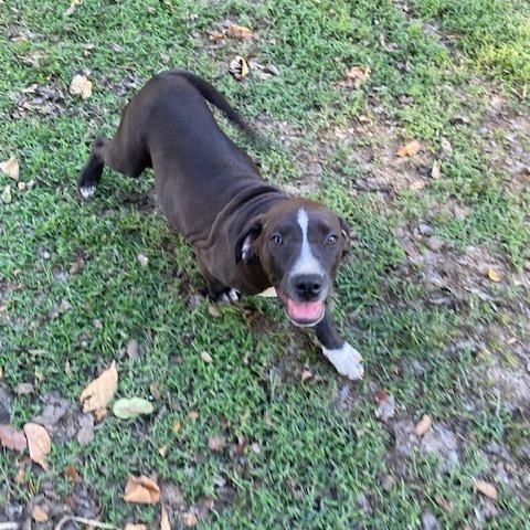 Max, a Adoptable mixed breed in Watertown, CT image 4/4
