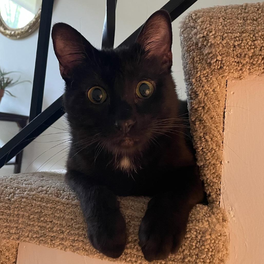 Coca Cola, an adopted Domestic Short Hair in Evanston, IL image 2/4