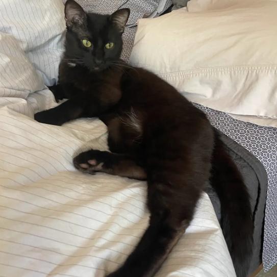 Coca Cola, an adopted Domestic Short Hair in Evanston, IL image 1/4