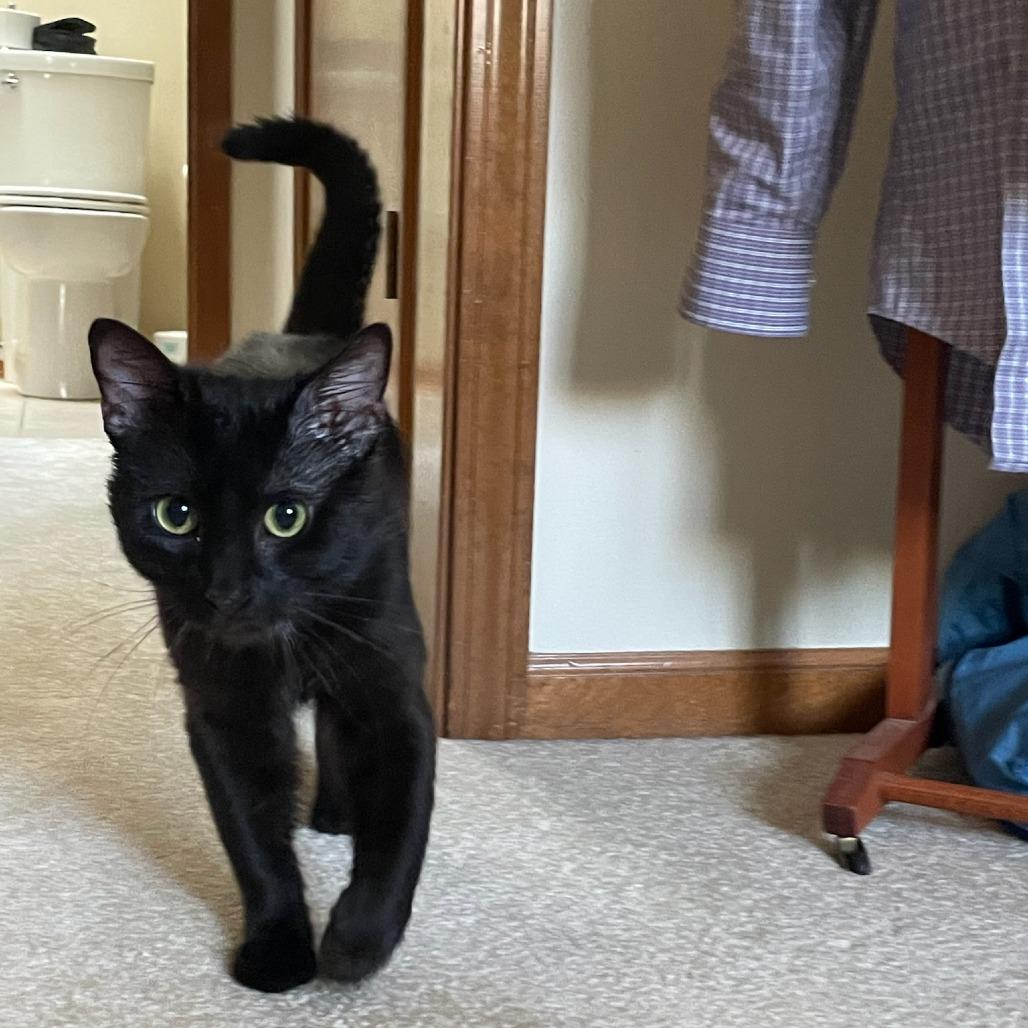 Coca Cola, an adopted Domestic Short Hair in Evanston, IL image 3/4
