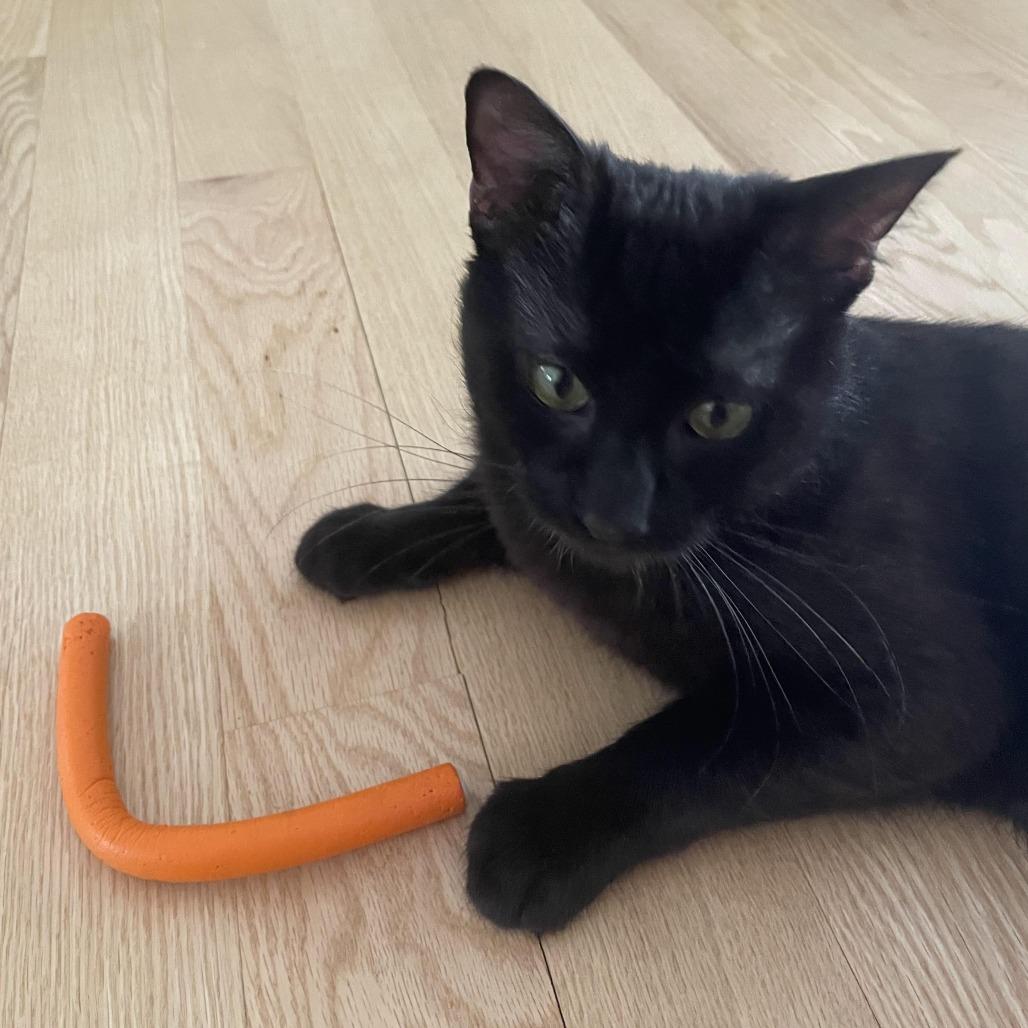 Coca Cola, an adopted Domestic Short Hair in Evanston, IL image 4/4