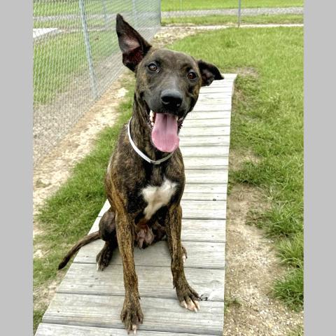 Enlarge PEARL, a Adoptable mixed breed in Conroe, TX image 1/1