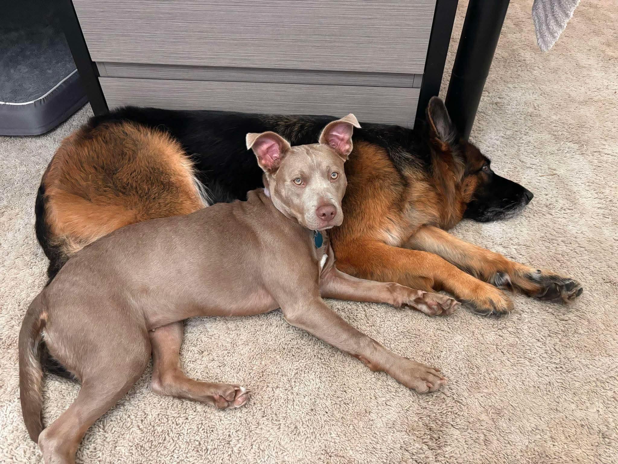 Enlarge Kiwi, a Adoptable mixed breed in Boise, ID image 3/6