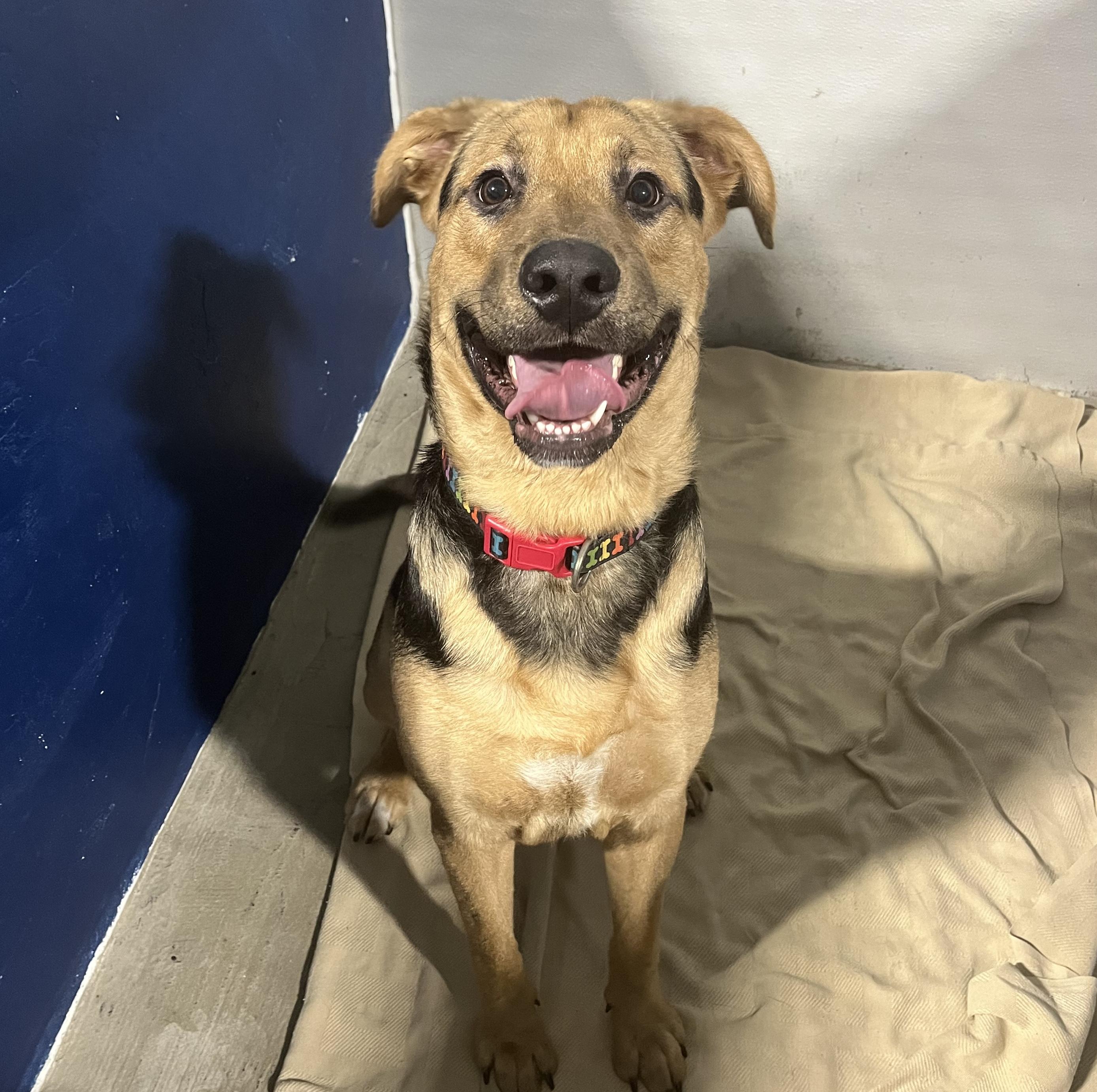 Enlarge Roscoe, a Adoptable mixed breed in New Haven, CT image 2/6