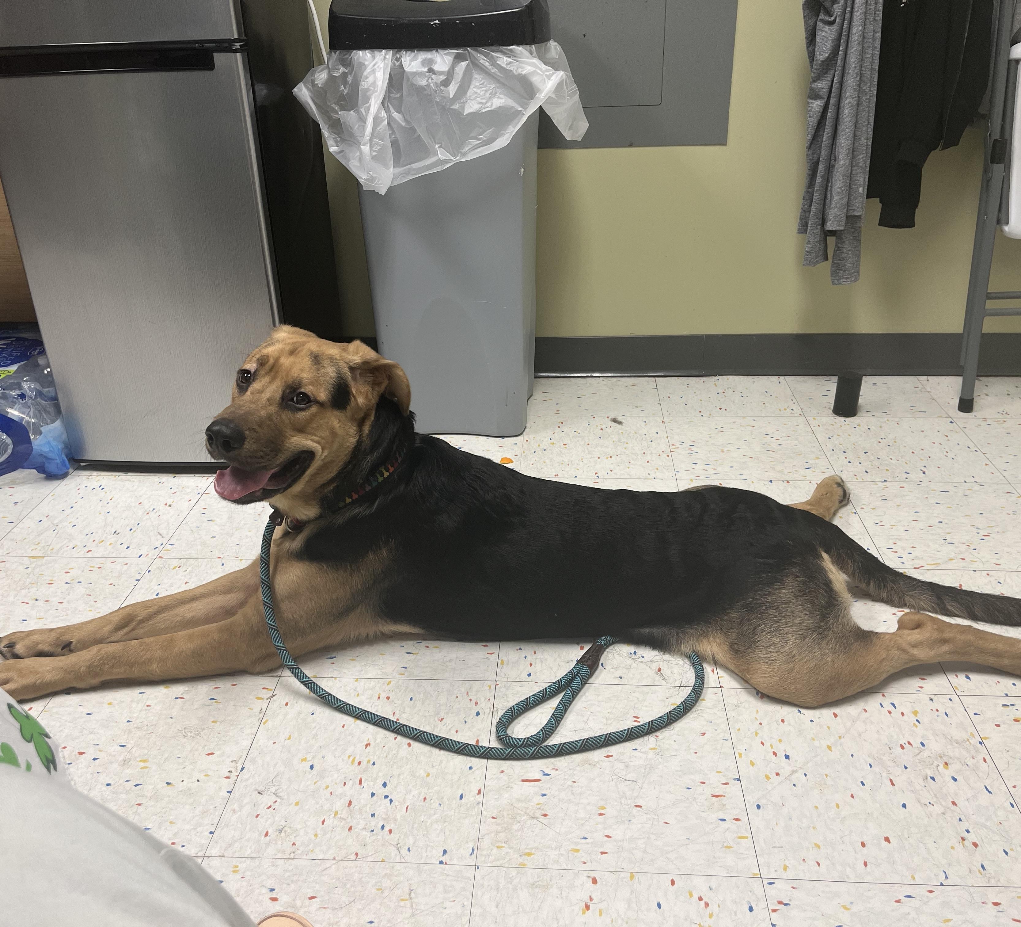 Enlarge Roscoe, a Adoptable mixed breed in New Haven, CT image 5/6