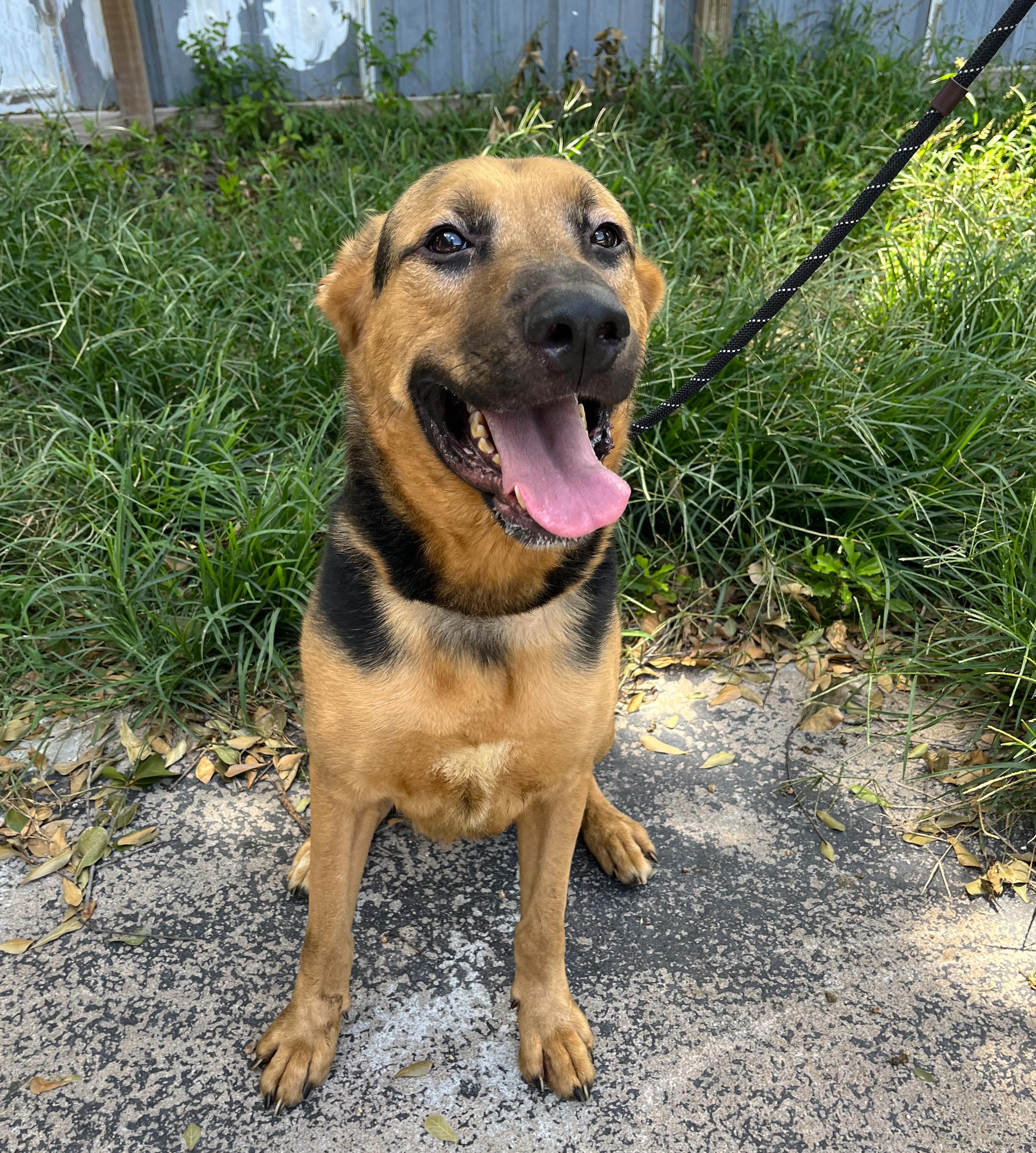 Enlarge Roscoe, a Adoptable mixed breed in New Haven, CT image 4/6