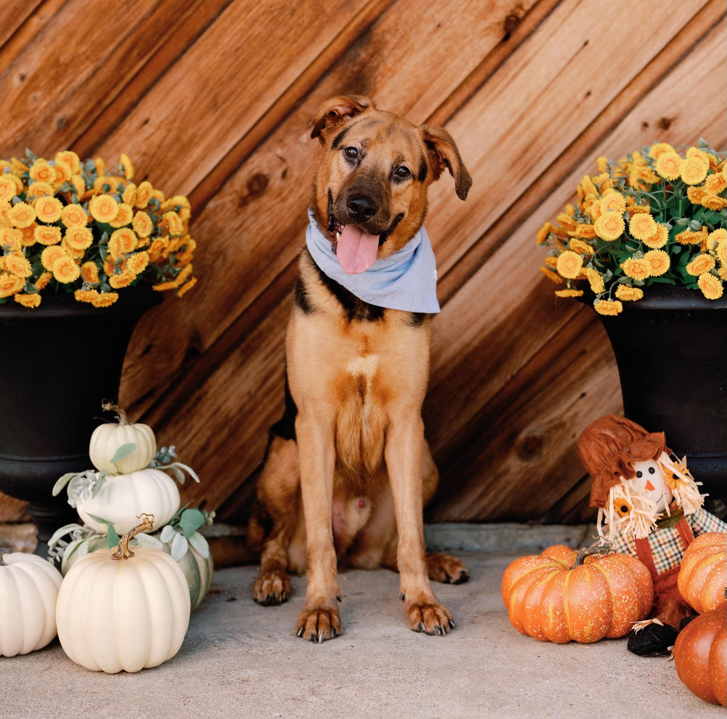 Enlarge Roscoe, a Adoptable mixed breed in New Haven, CT image 1/6