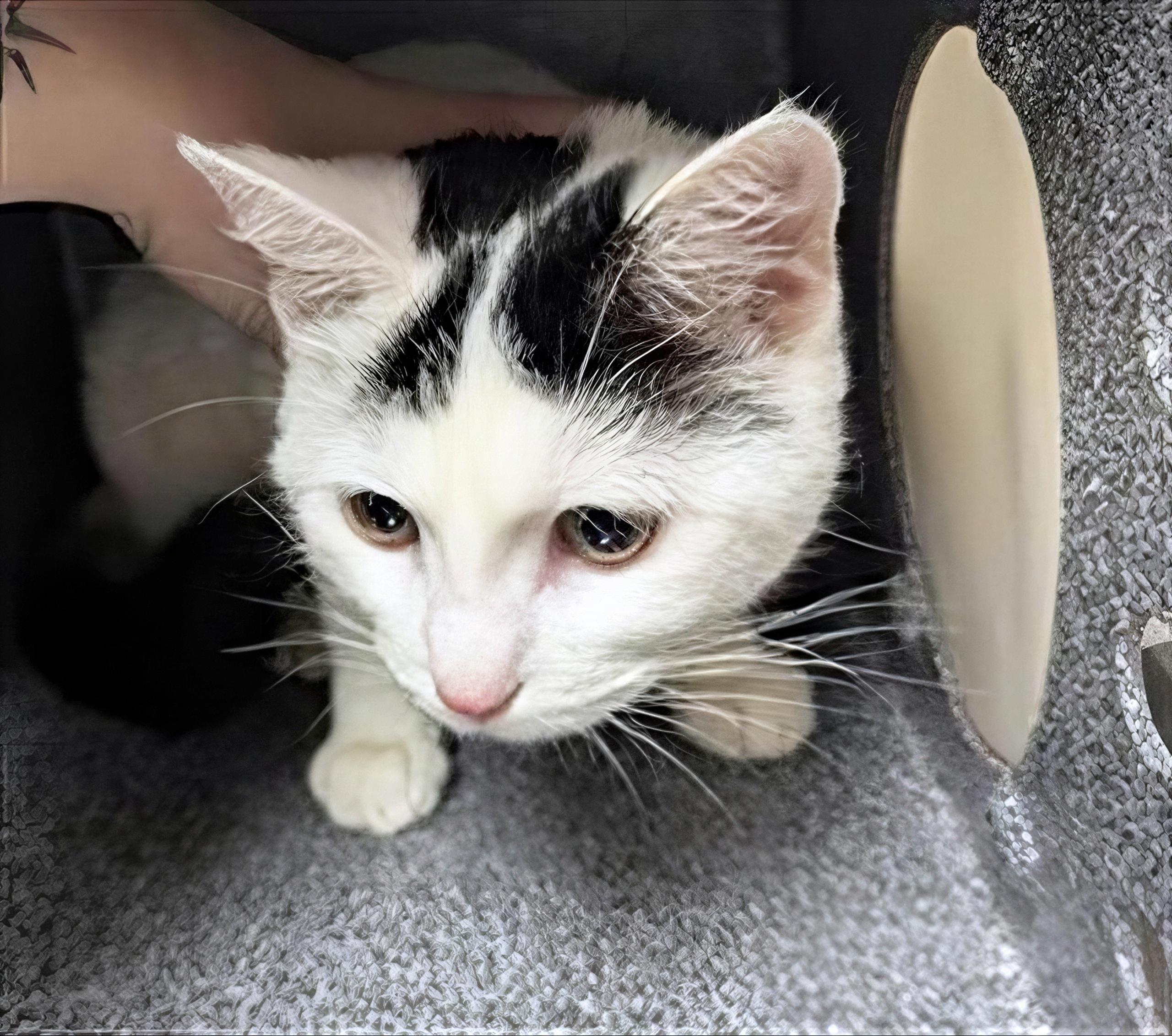Enlarge Fifa, an adopted Domestic Short Hair in Nashville, TN image 1/1