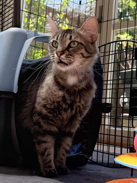 Enlarge MOCHA, a Adoptable Domestic Medium Hair in Palo Alto, CA image 1/1