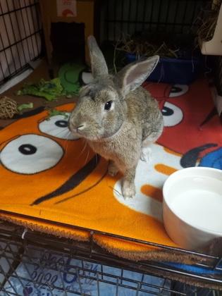 Benji, Adoptable, Adult Male American.