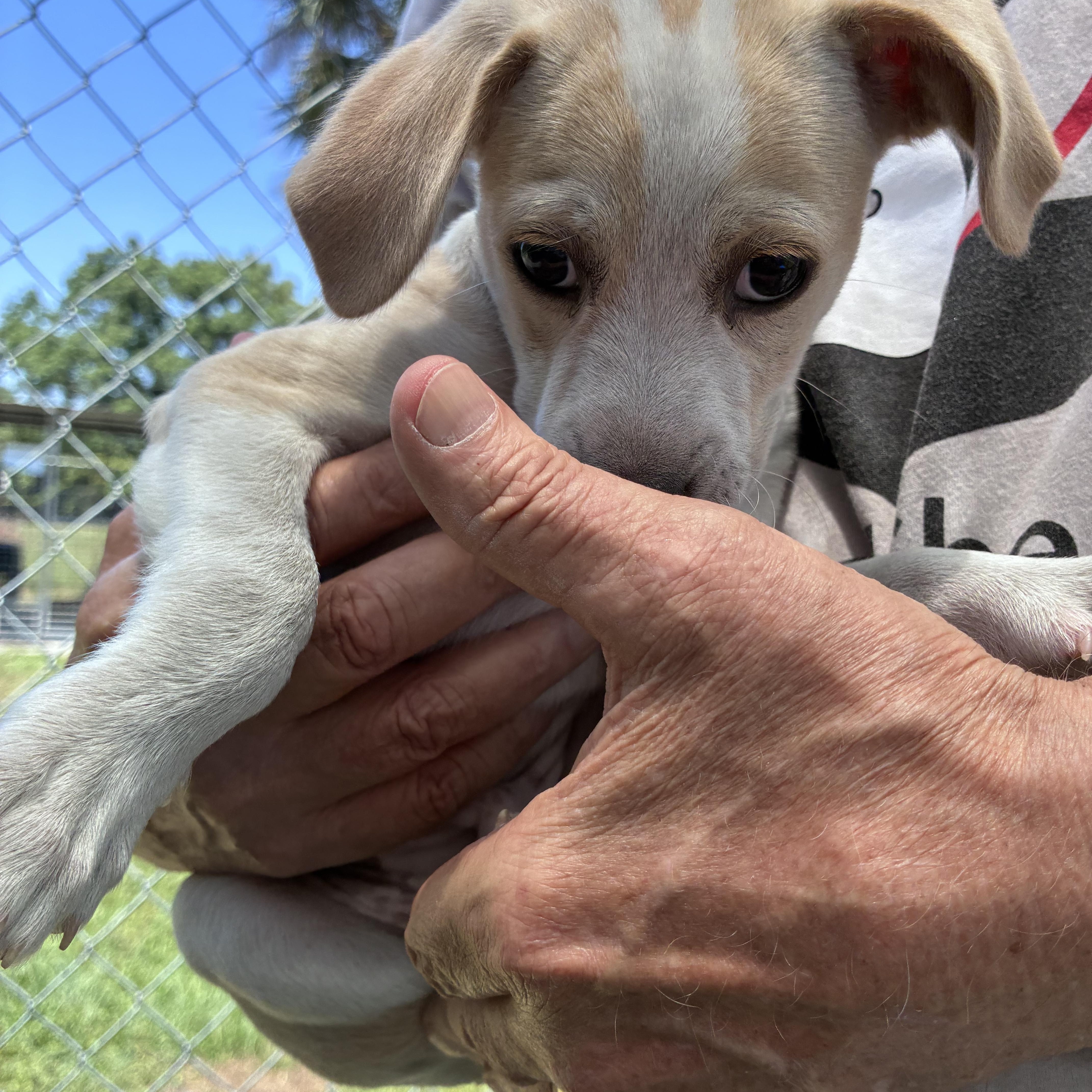 Enlarge Kobe, an adopted Mixed Breed in Ruskin, FL image 2/4