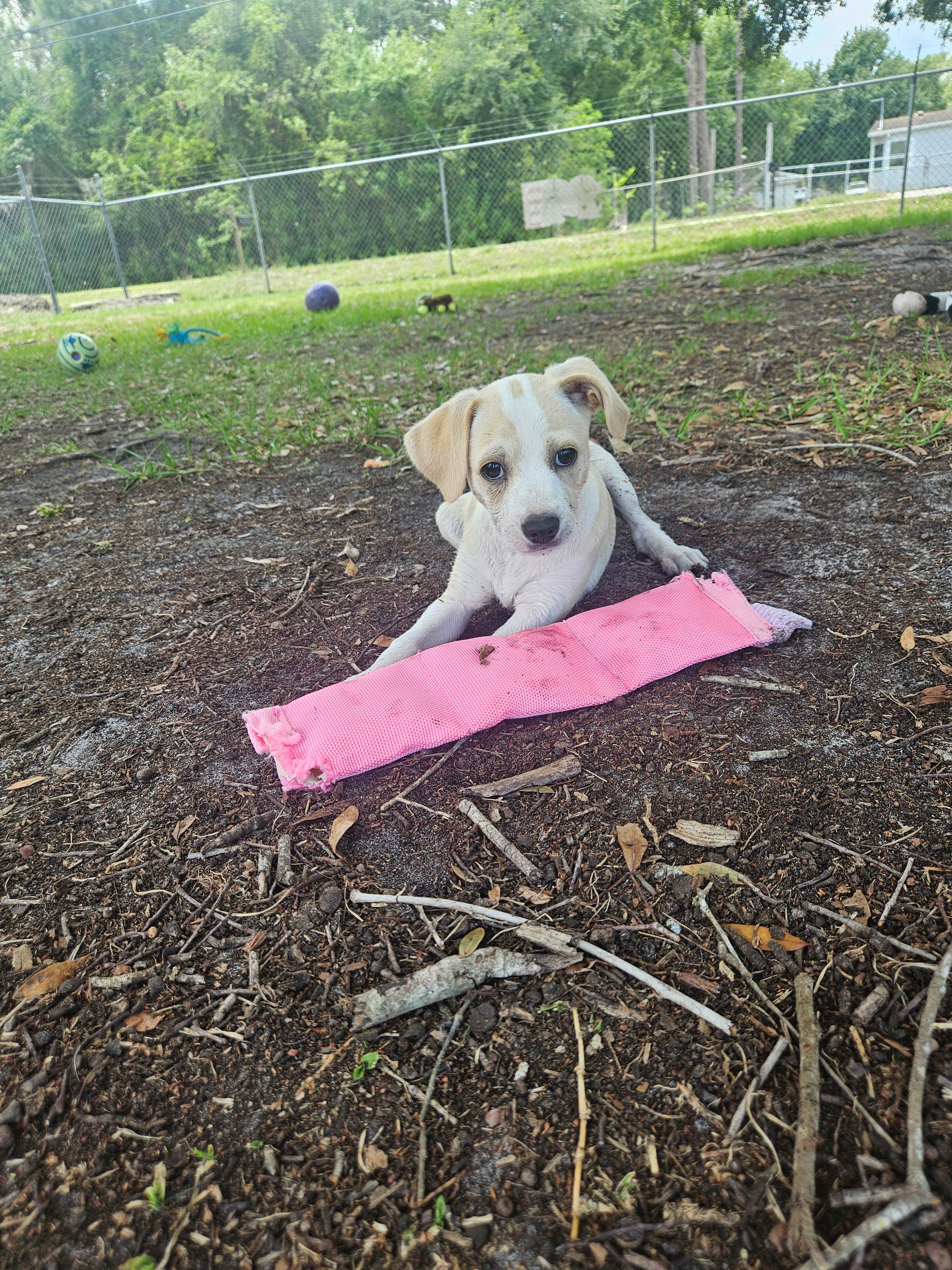 Enlarge Kobe, an adopted Mixed Breed in Ruskin, FL image 3/4