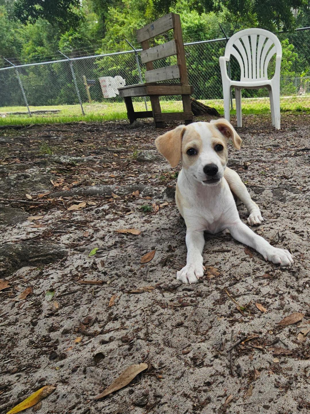 Enlarge Kobe, an adopted Mixed Breed in Ruskin, FL image 4/4