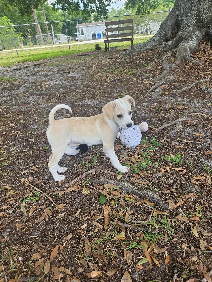Kobe, adopted, Puppy Male Mixed Breed.