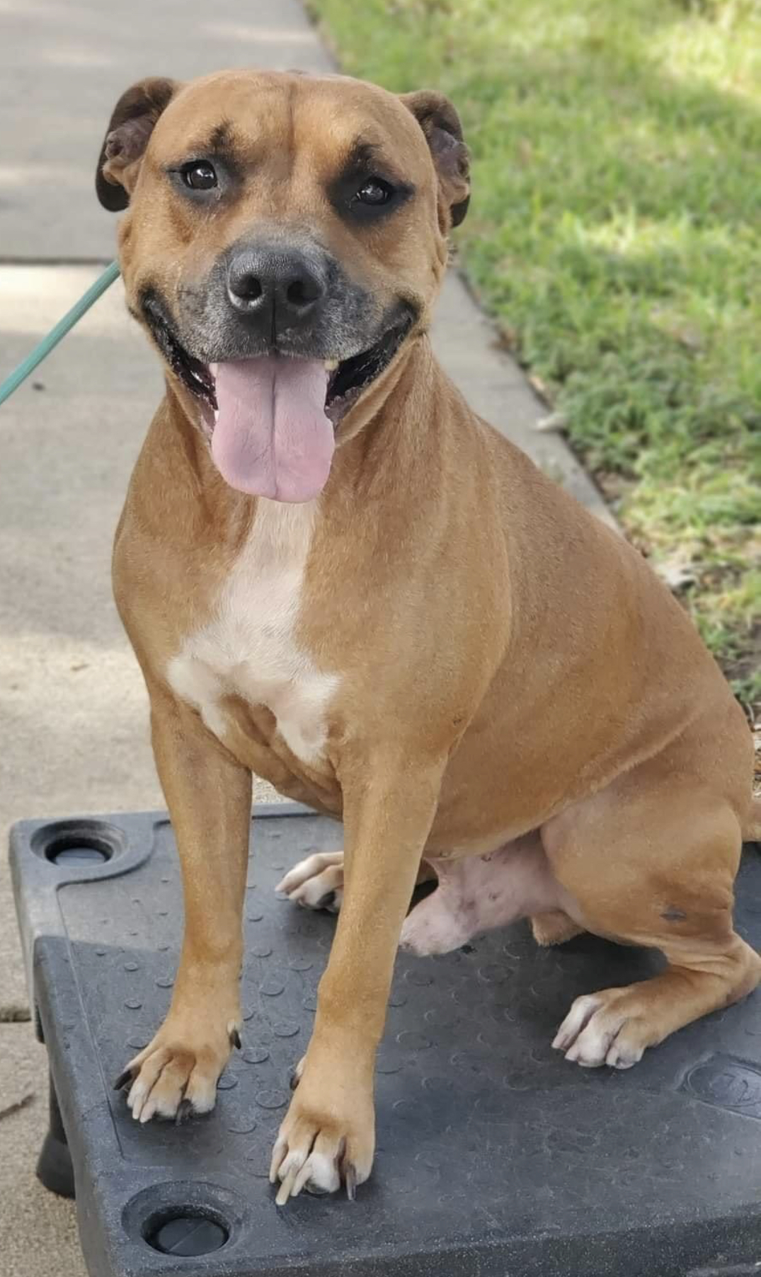 Enlarge STUDLEY (aka Stud Muffin), a Adoptable mixed breed in Spring, TX image 3/12