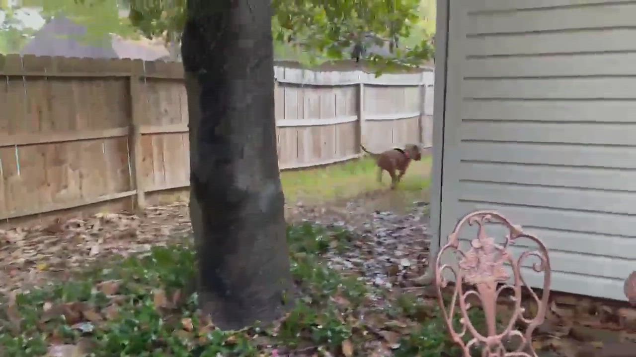 Enlarge STUDLEY (aka Stud Muffin), a Adoptable mixed breed in Spring, TX video 11/12