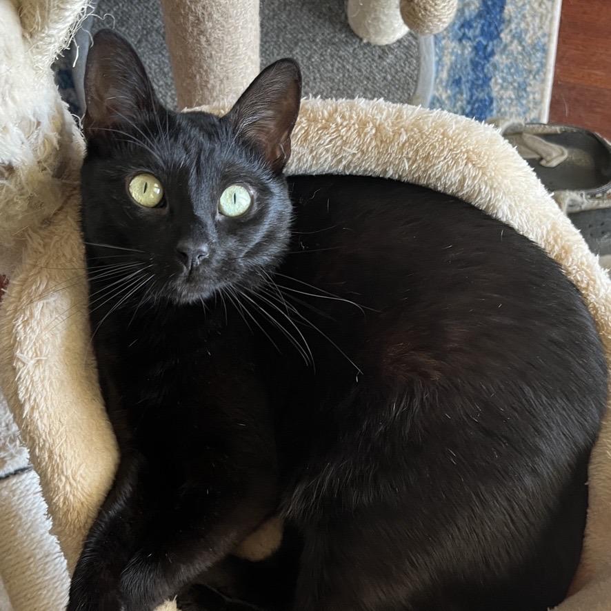 Enlarge Mo, a Adoptable Domestic Short Hair in Temecula, CA image 1/1
