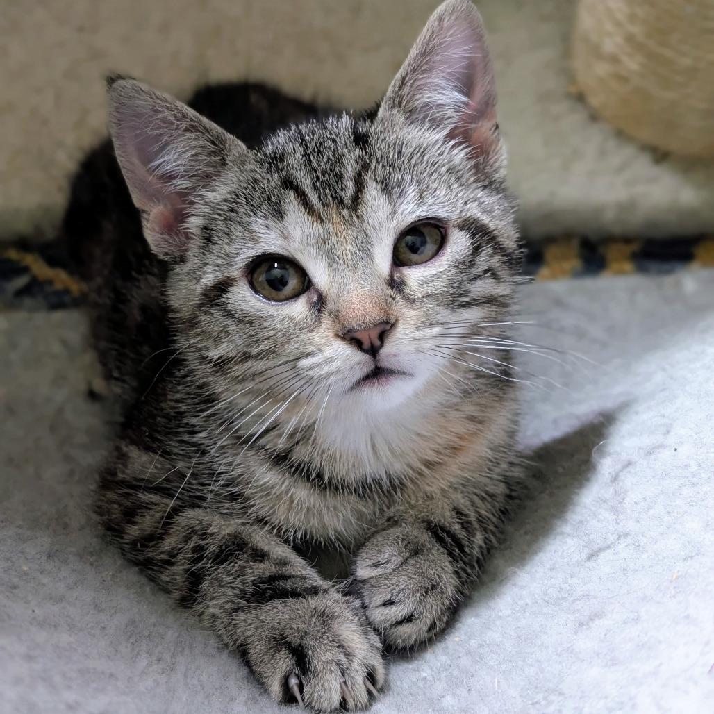 Stellina, Adoptable, Kitten Female Domestic Short Hair.