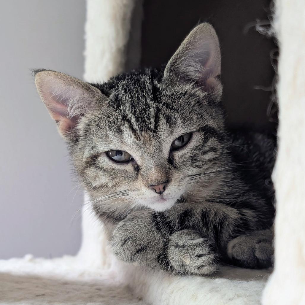 Enlarge Stellina, a Adoptable Domestic Short Hair in Middleton, WI image 2/3