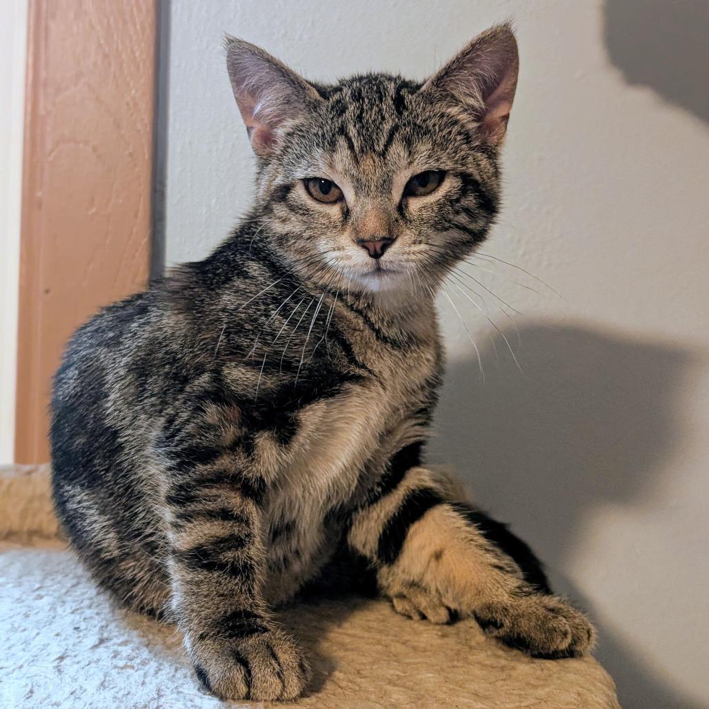Enlarge Stellina, a Adoptable Domestic Short Hair in Middleton, WI image 3/3