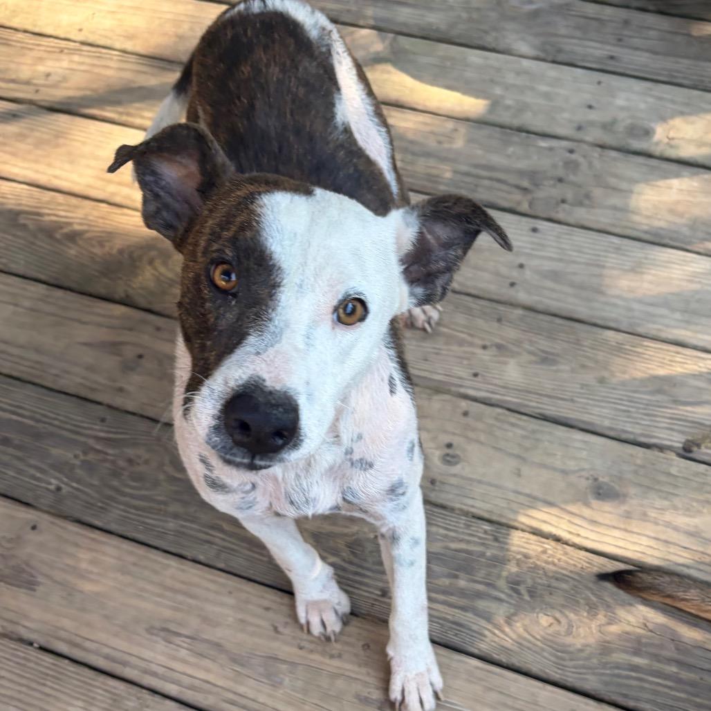 Demi, Adoptable, Adult Female Terrier.
