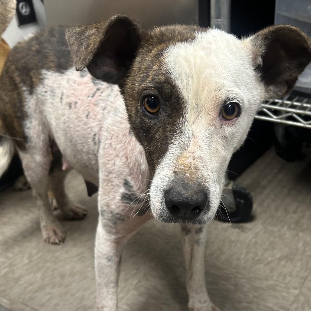 Enlarge Demi, a Adoptable Terrier in Parrish, AL image 2/5