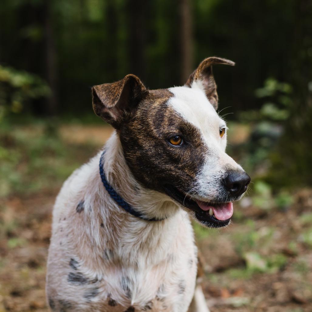 Enlarge Demi, a Adoptable Terrier in Parrish, AL image 5/5