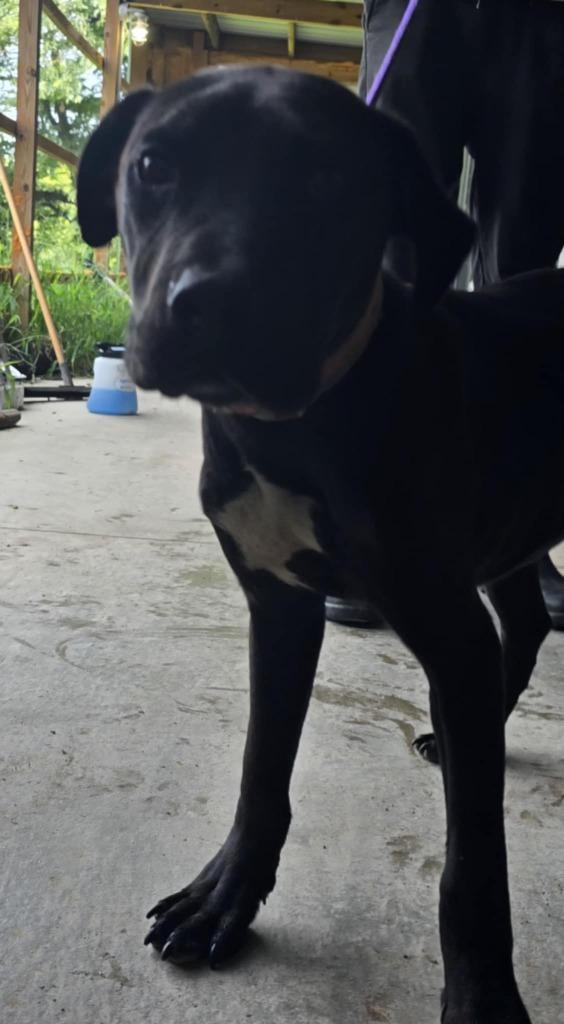 Beu, Adoptable, Young Male Black Labrador Retriever & Mixed Breed.