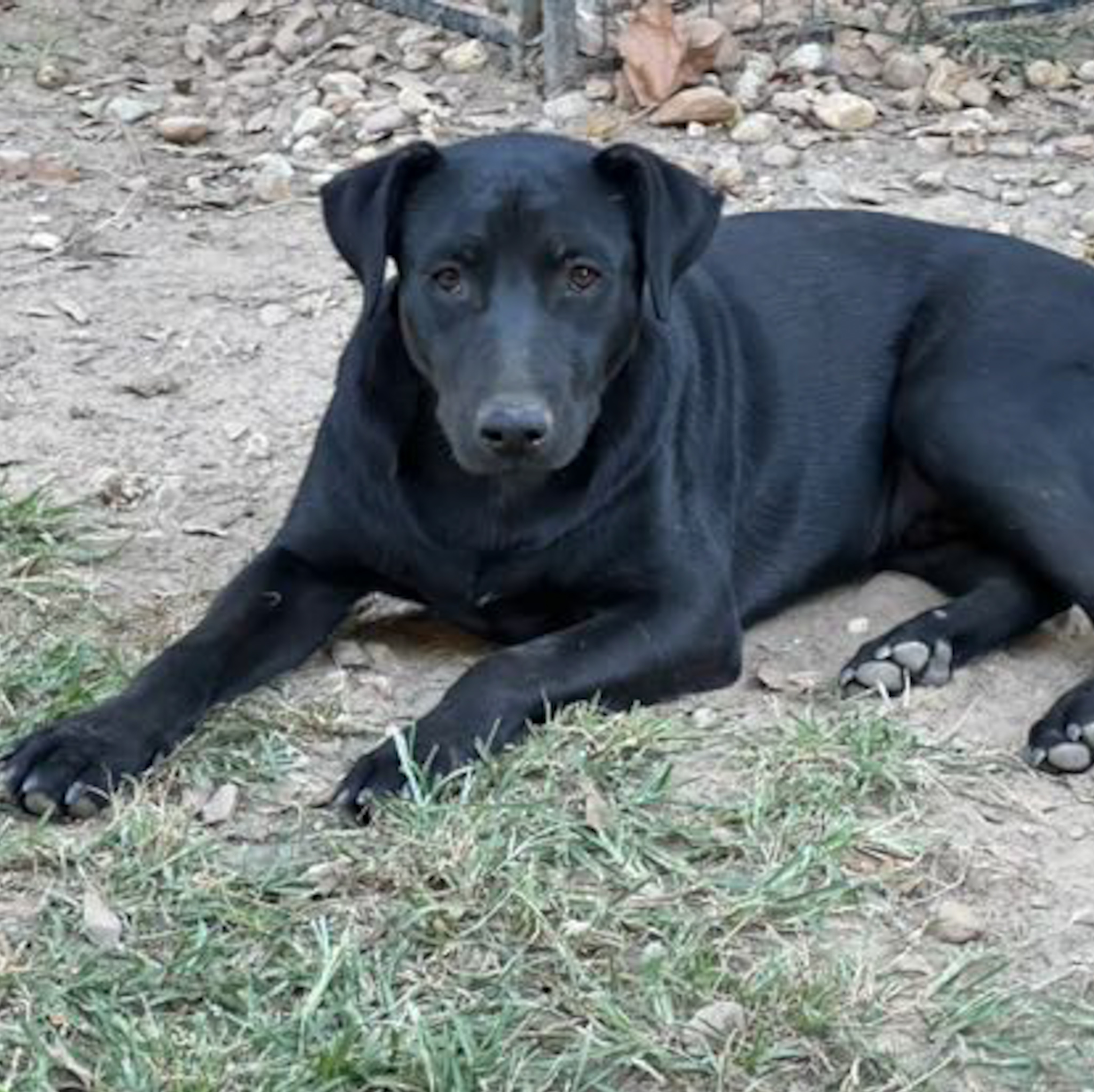 Dog for adoption Stetson, a Labrador Retriever Mix in NEWTOWN, PA