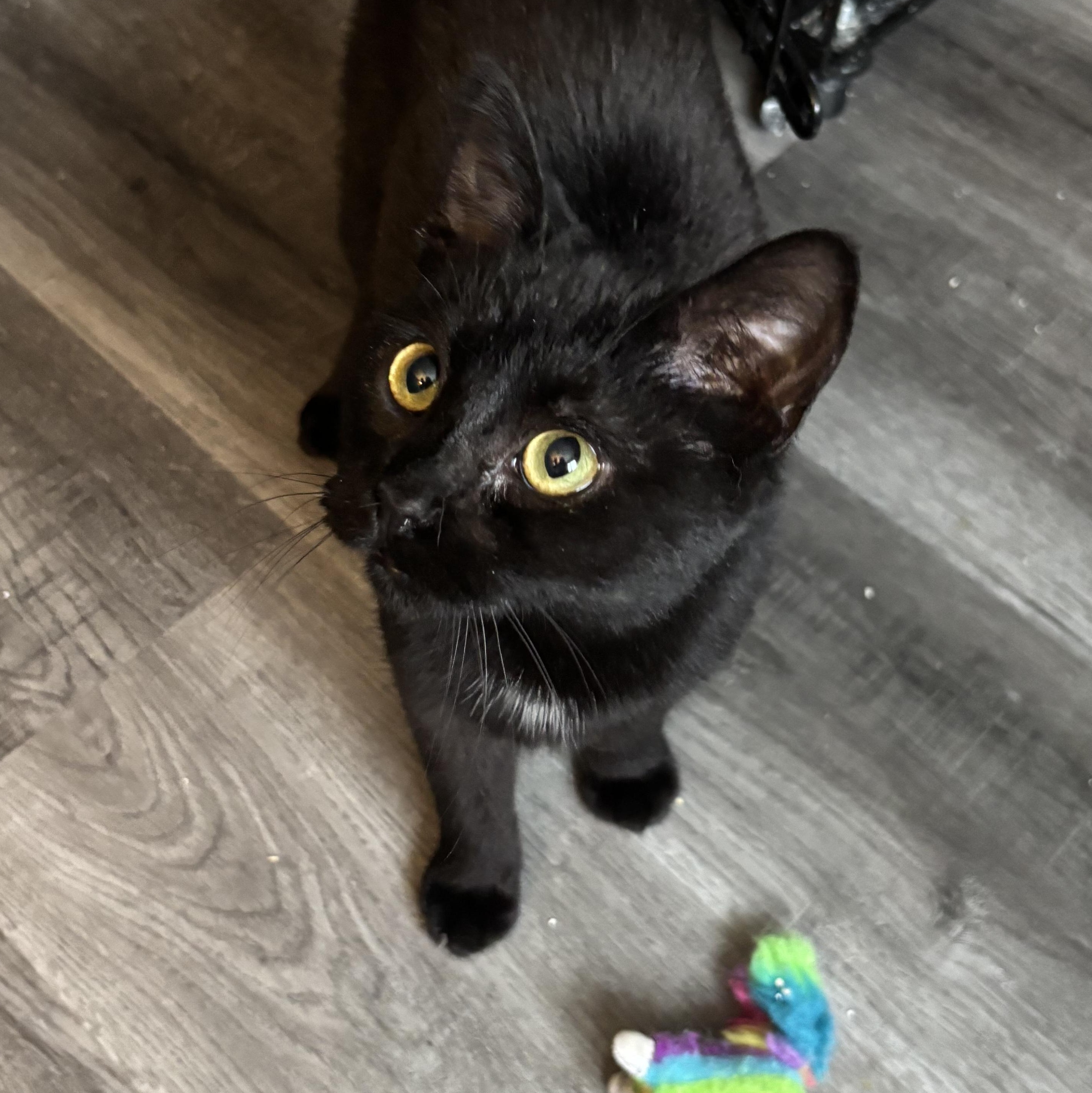Francis (bonded with Kirby), adoptable, Young Female Domestic Short Hair.