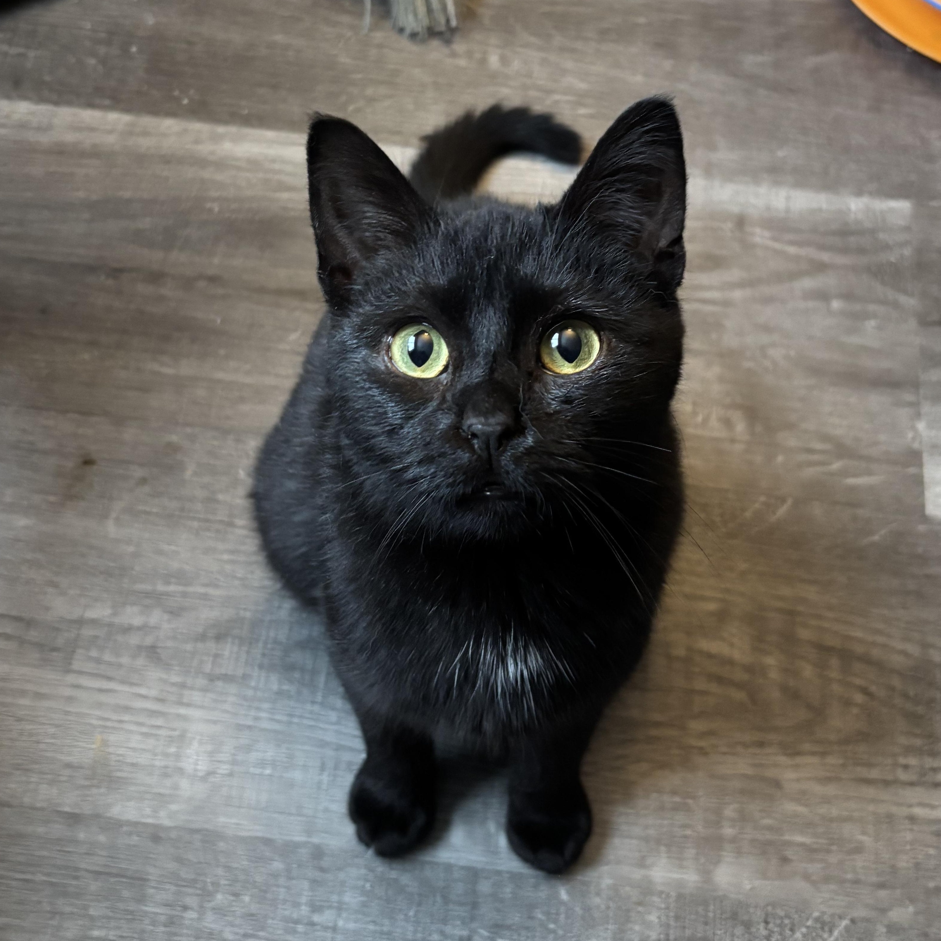 Enlarge Francis (bonded with Kirby), an adoption pending Domestic Short Hair in Everett, ON image 2/5