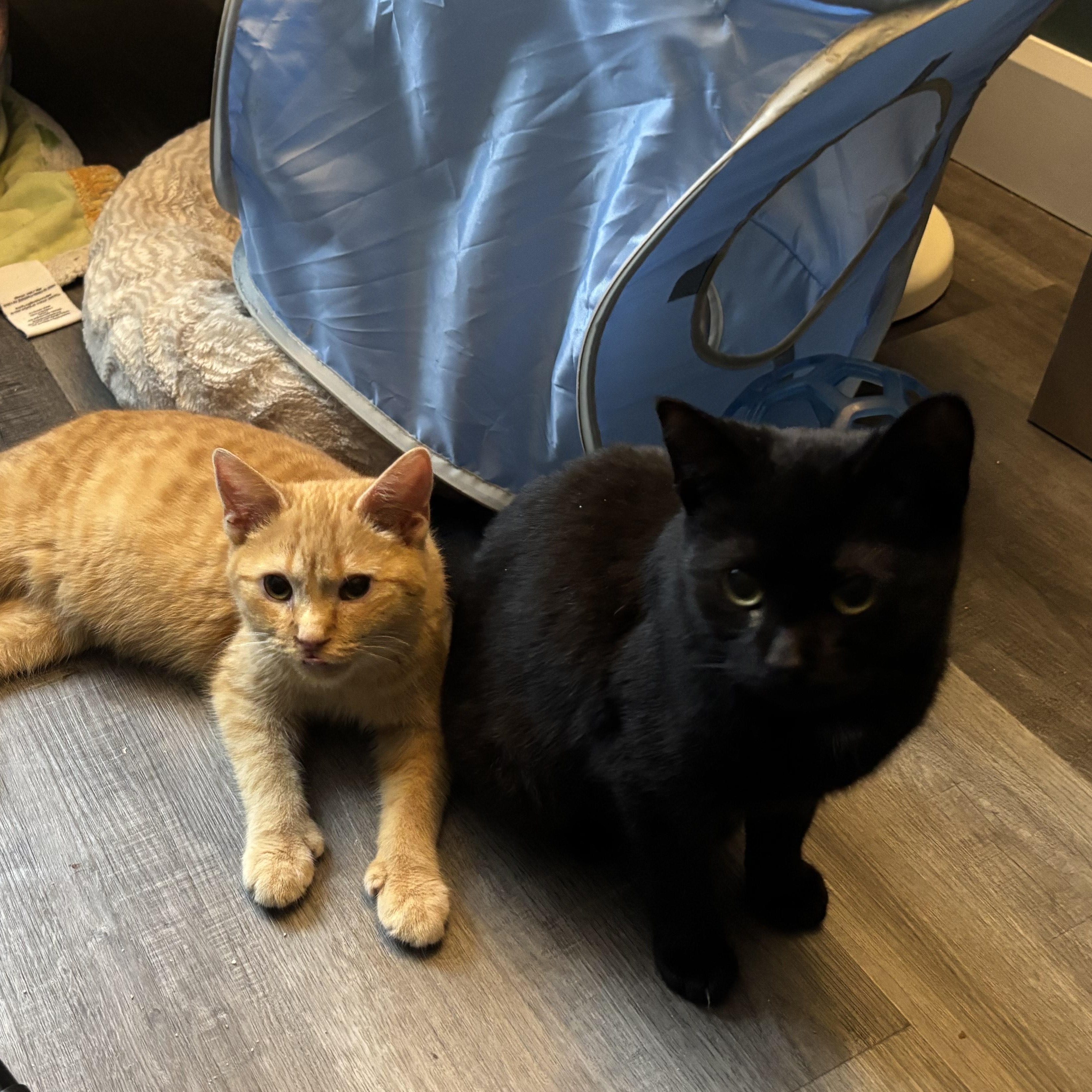 Enlarge Francis (bonded with Kirby), an adoption pending Domestic Short Hair in Everett, ON image 3/5