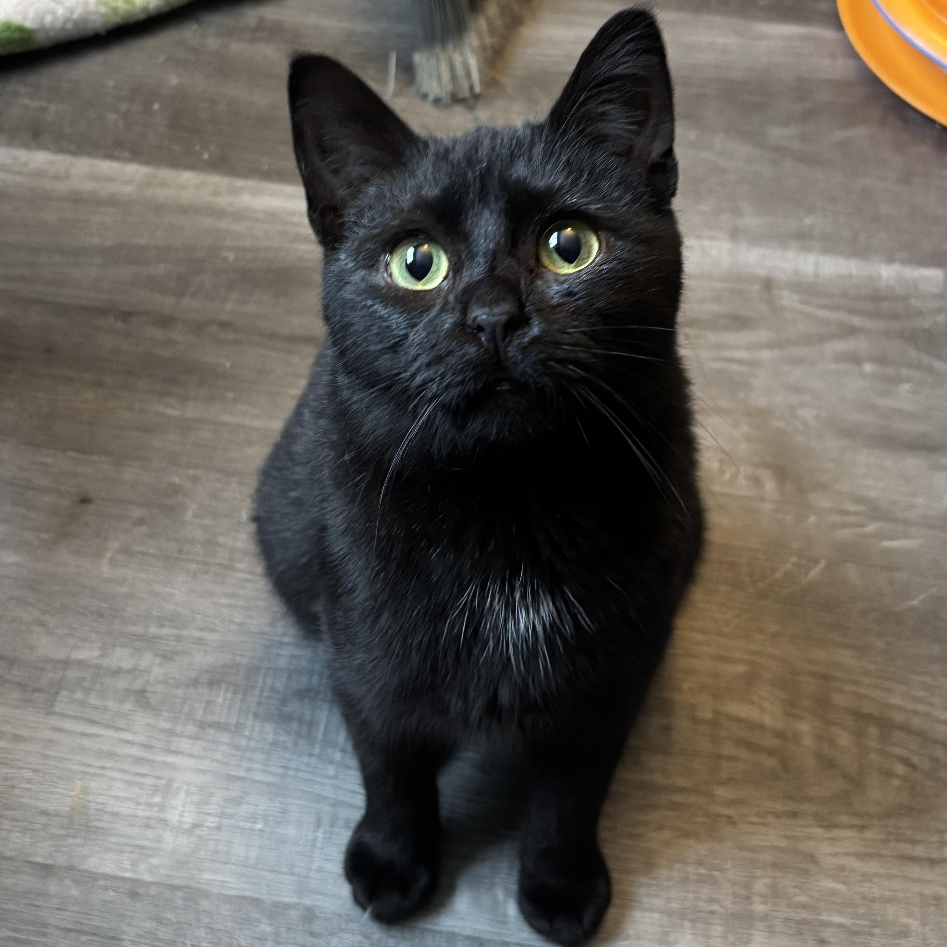 Enlarge Francis (bonded with Kirby), an adoption pending Domestic Short Hair in Everett, ON image 4/5