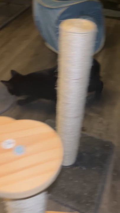 Enlarge Francis (bonded with Kirby), an adoption pending Domestic Short Hair in Everett, ON video 5/5