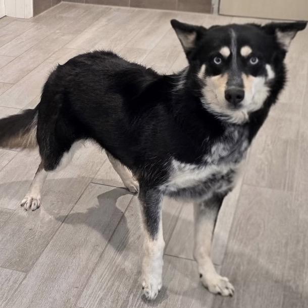 Wendy, Adoptable, Adult Female Border Collie & Mixed Breed.