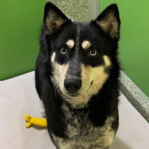 Wendy, a Adoptable mixed breed in Calverton, NY image 2/6