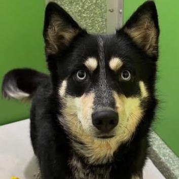 Wendy, a Adoptable mixed breed in Calverton, NY image 3/6