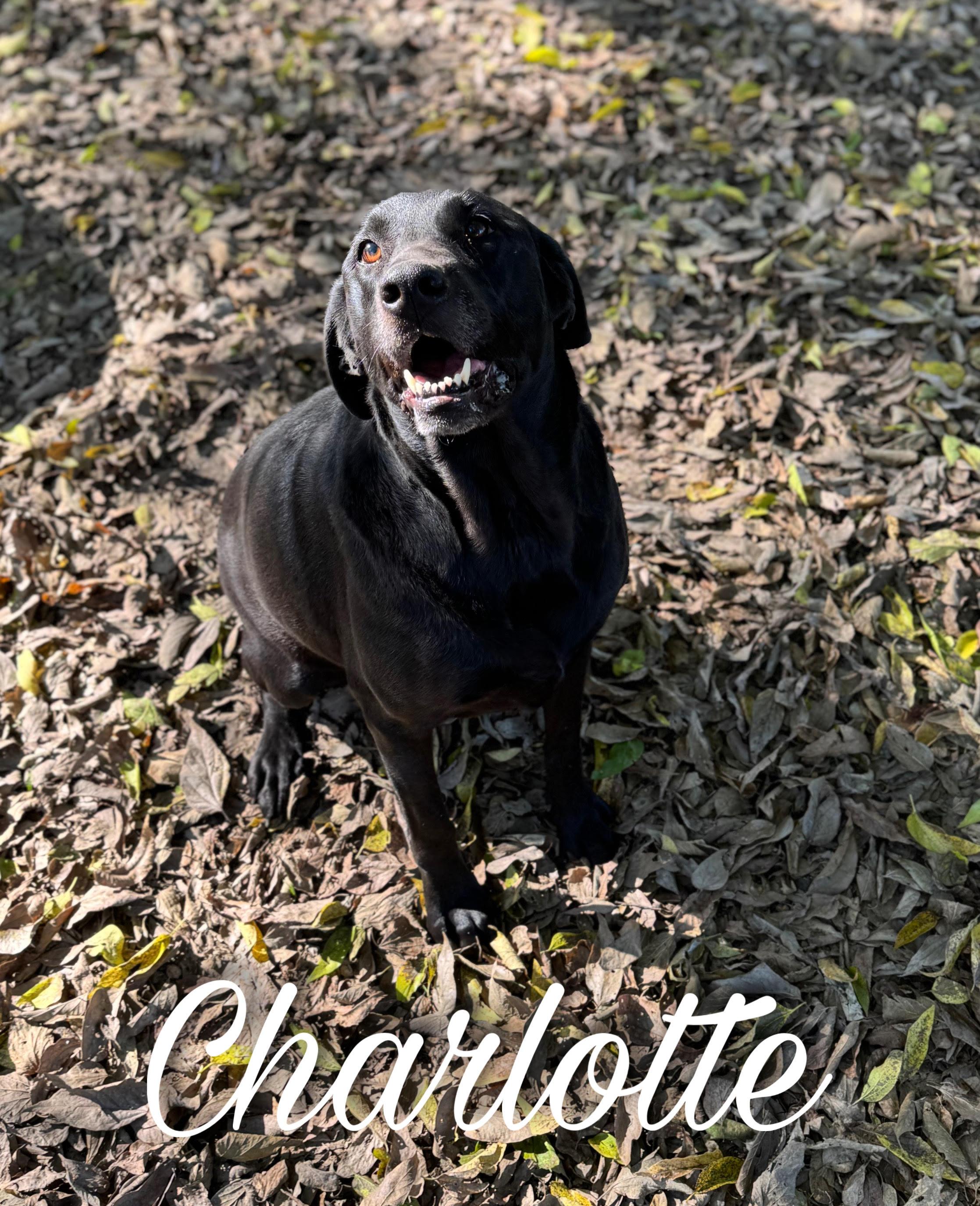 Lottie, Adult Female unknown