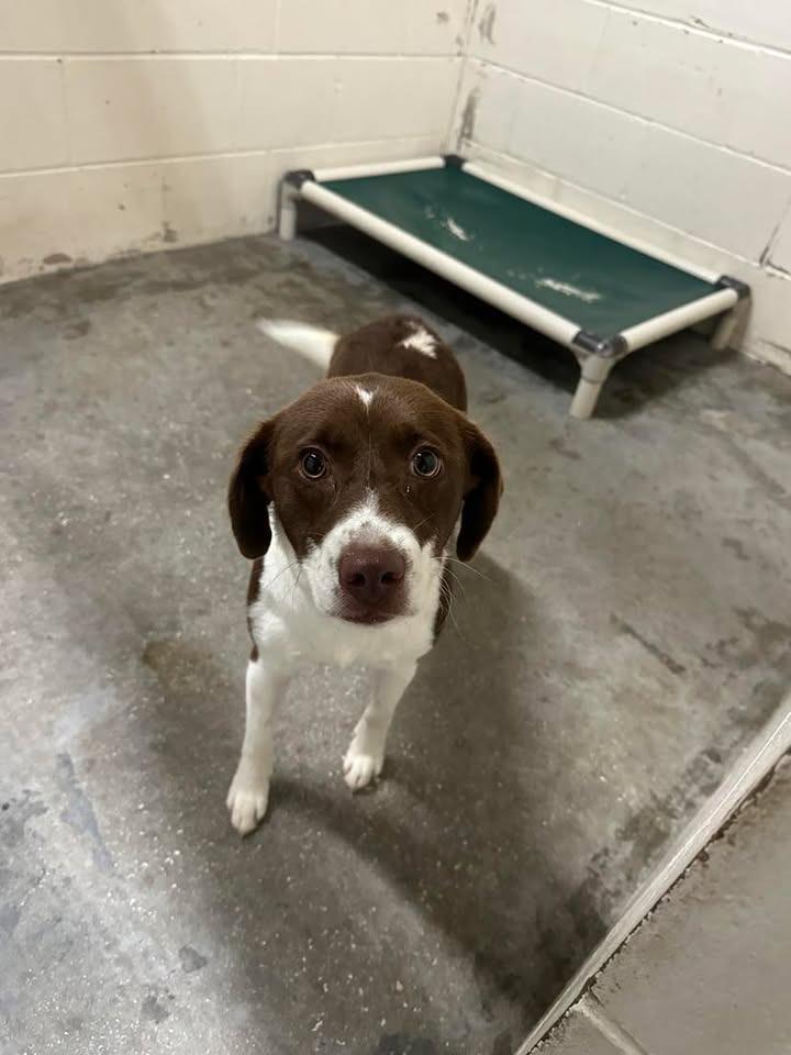 Maisy (Angela), Adoptable, Adult Female Mixed Breed.