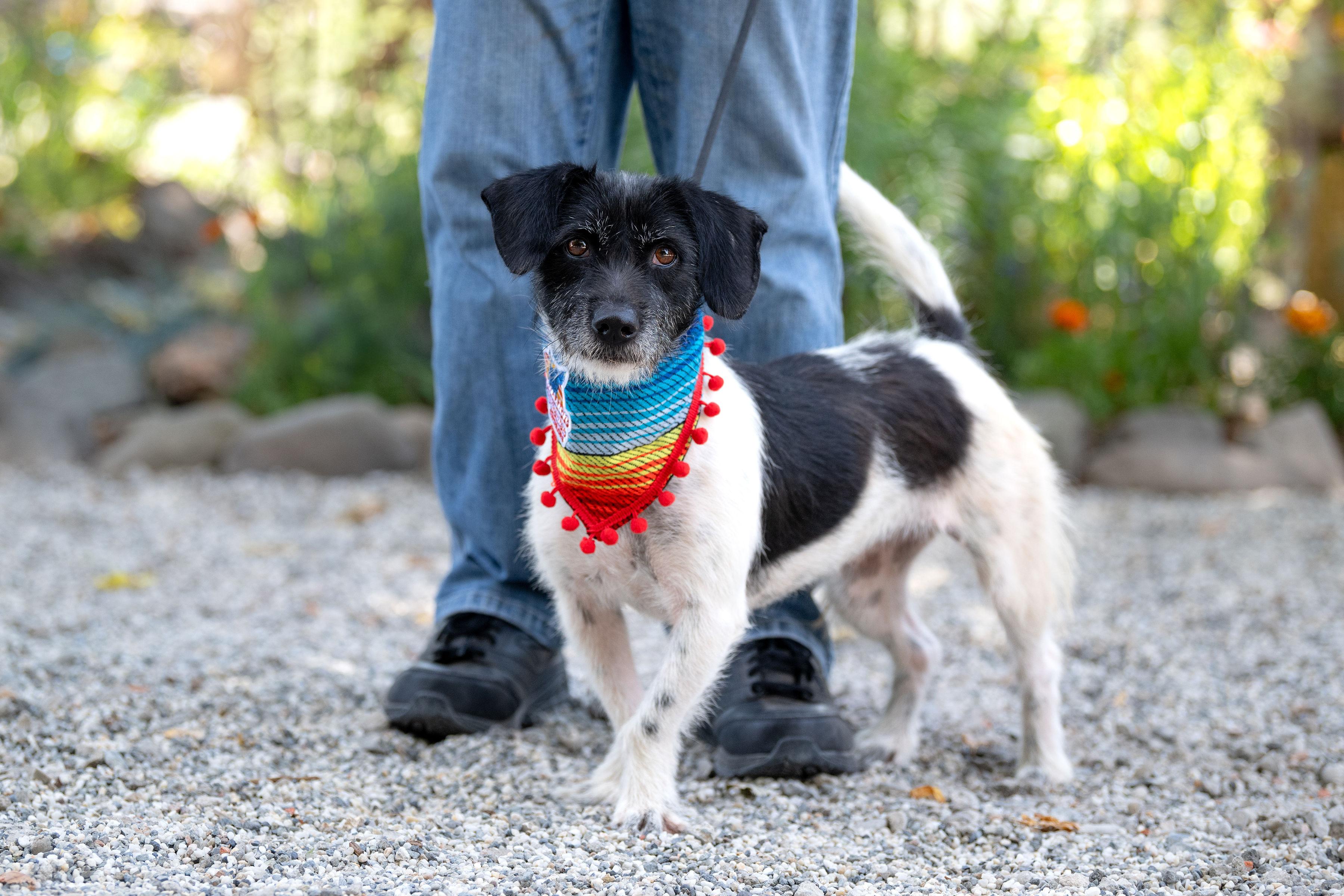 Enlarge Jana, a Adoptable mixed breed in Santa Rosa, CA image 2/3