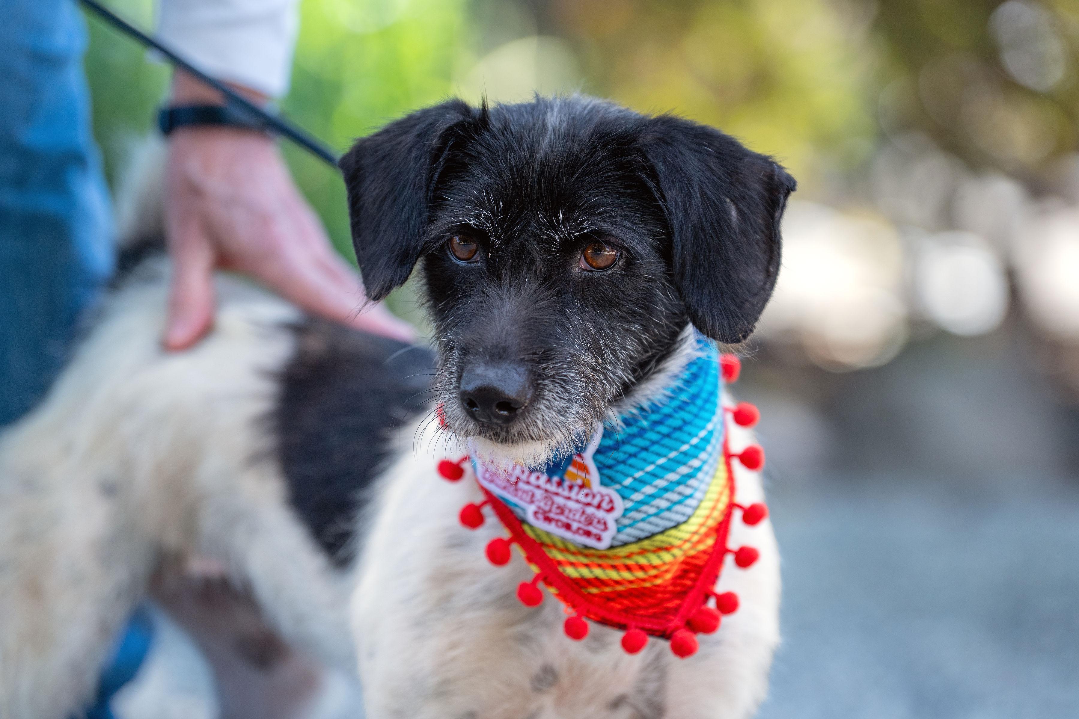 Jana, Adoptable, Adult Female Jack Russell Terrier.