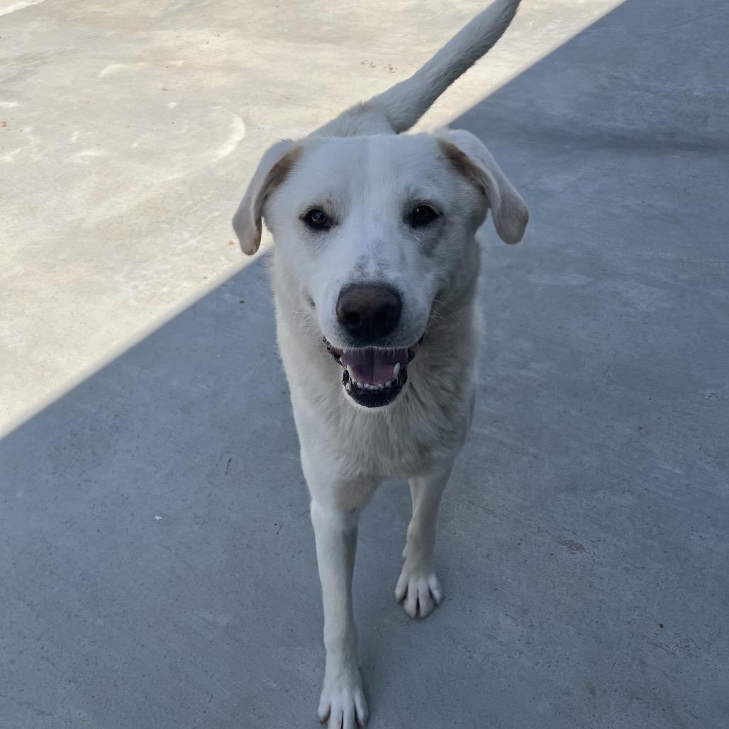 Enlarge Barkley, a Adoptable mixed breed in Birmingham, AL image 2/4
