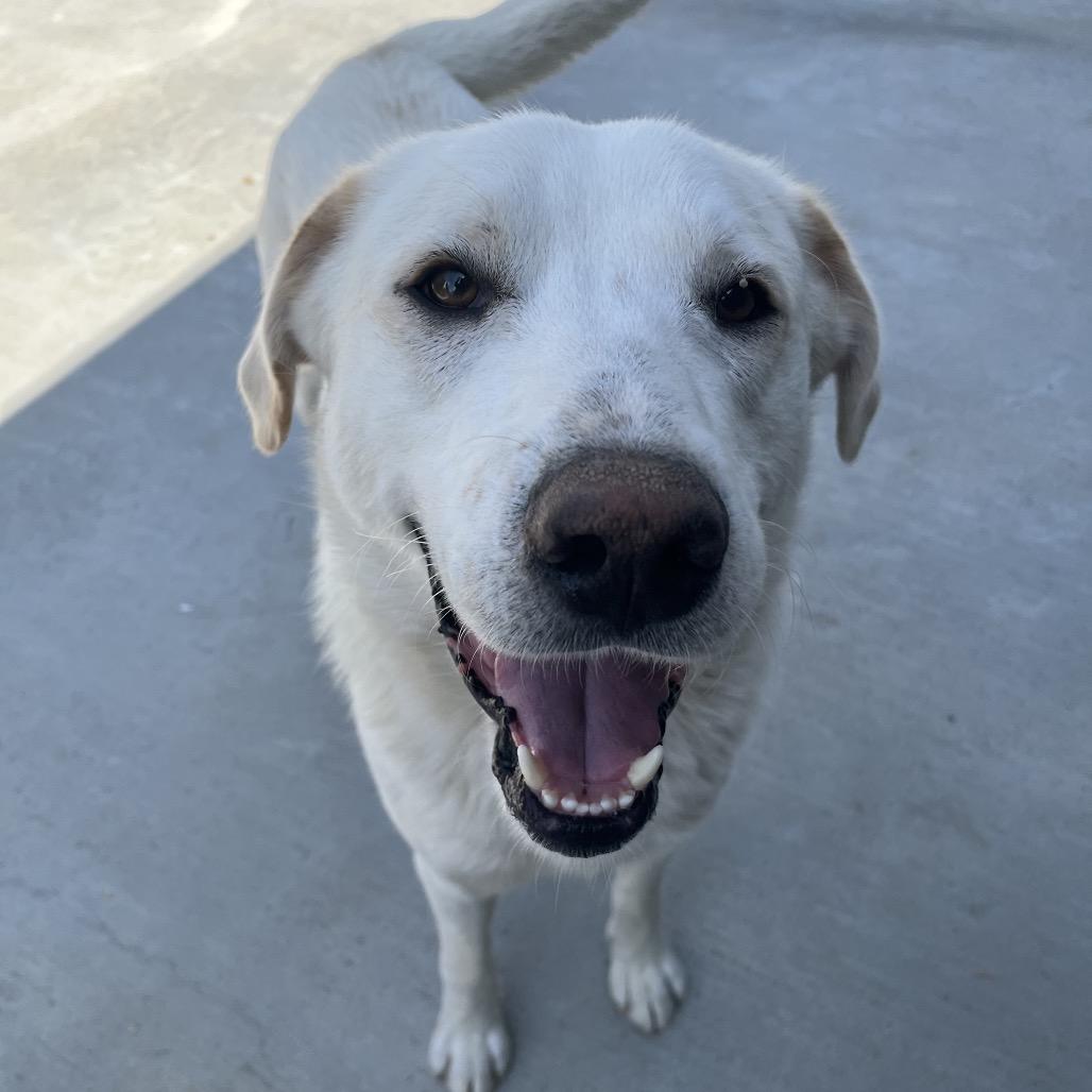 Enlarge Barkley, a Adoptable mixed breed in Birmingham, AL image 3/4