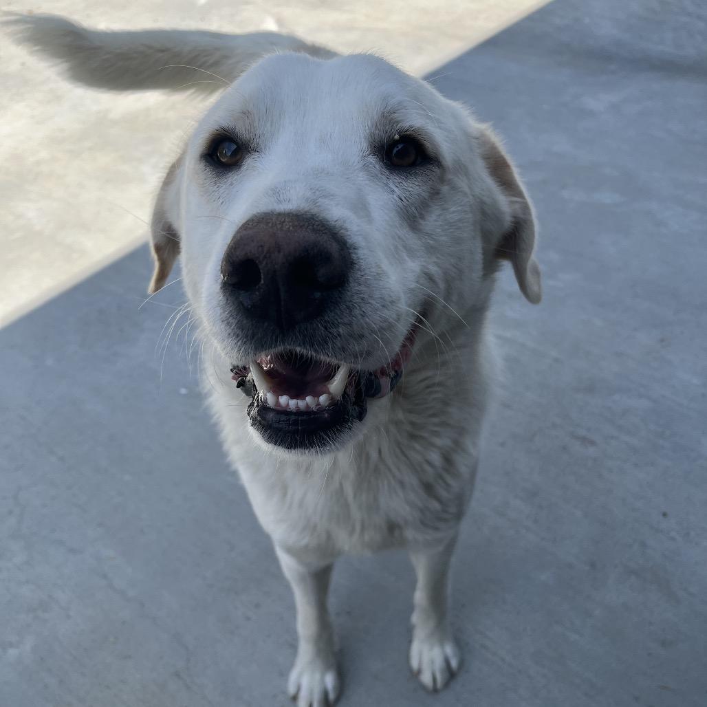 Enlarge Barkley, a Adoptable mixed breed in Birmingham, AL image 4/4