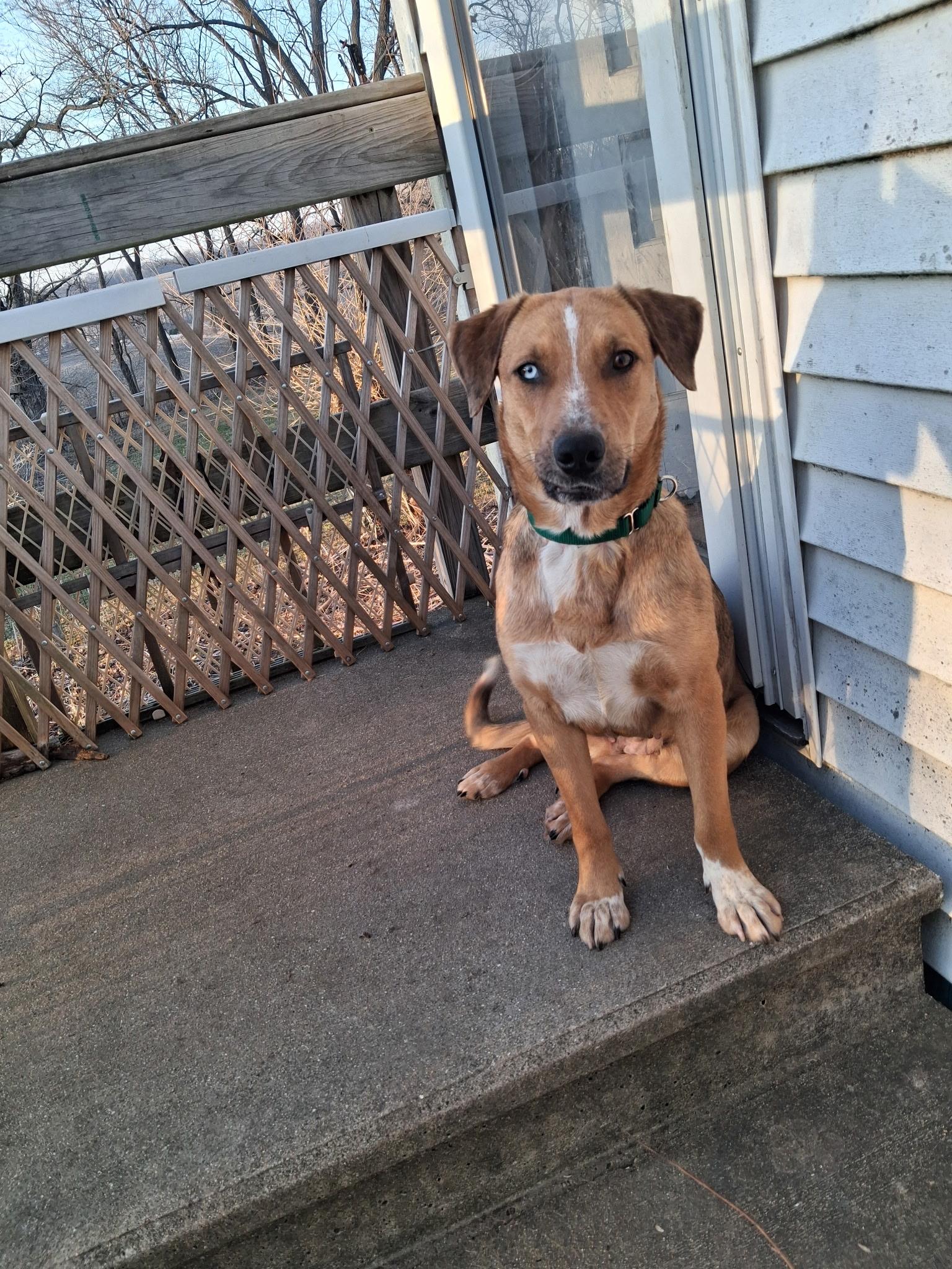 Wiggles, ADOPTABLE, Adult Female Catahoula Leopard Dog.