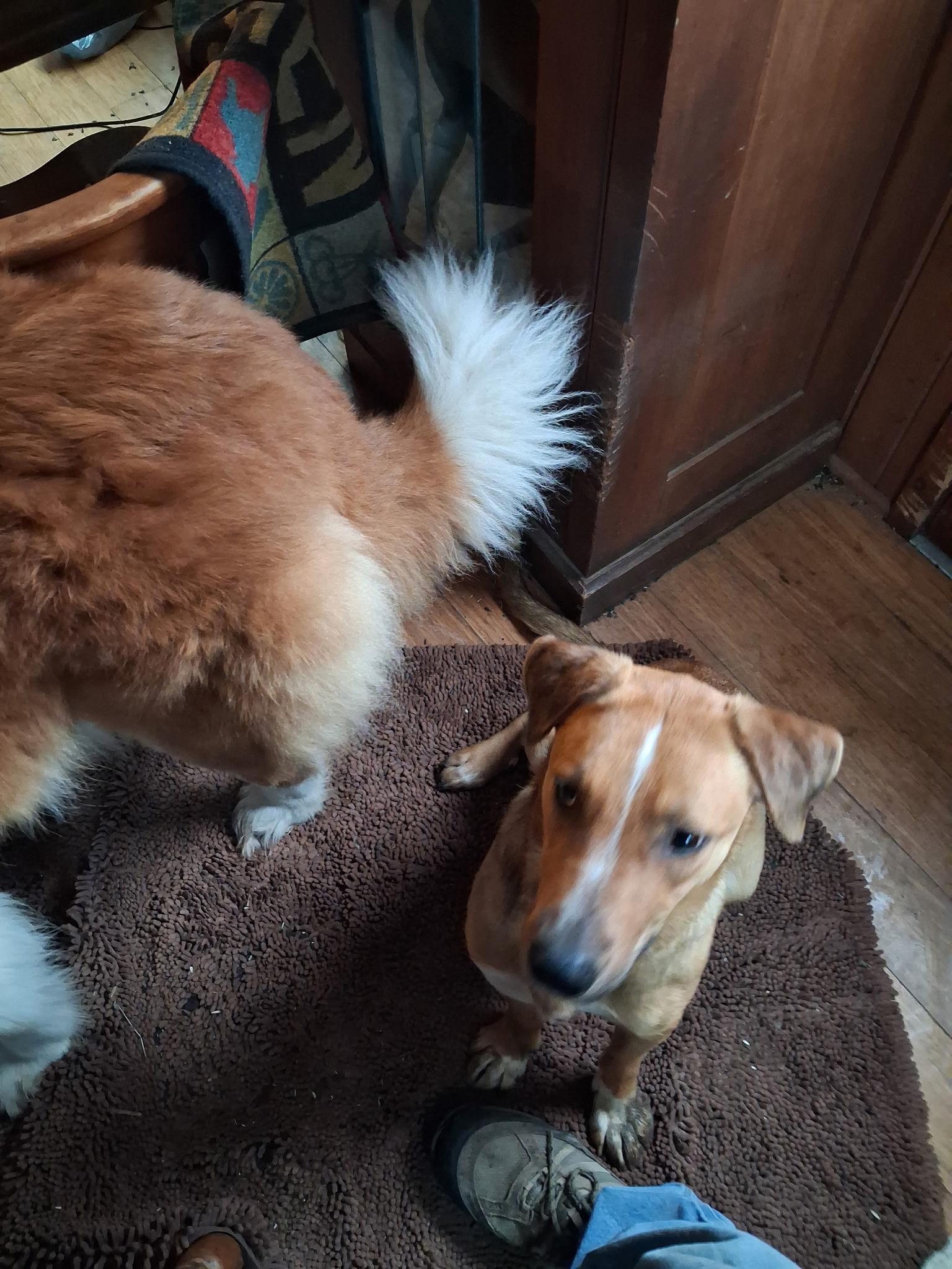 Enlarge Wiggles, a ADOPTABLE mixed breed in Byron, IL image 2/2