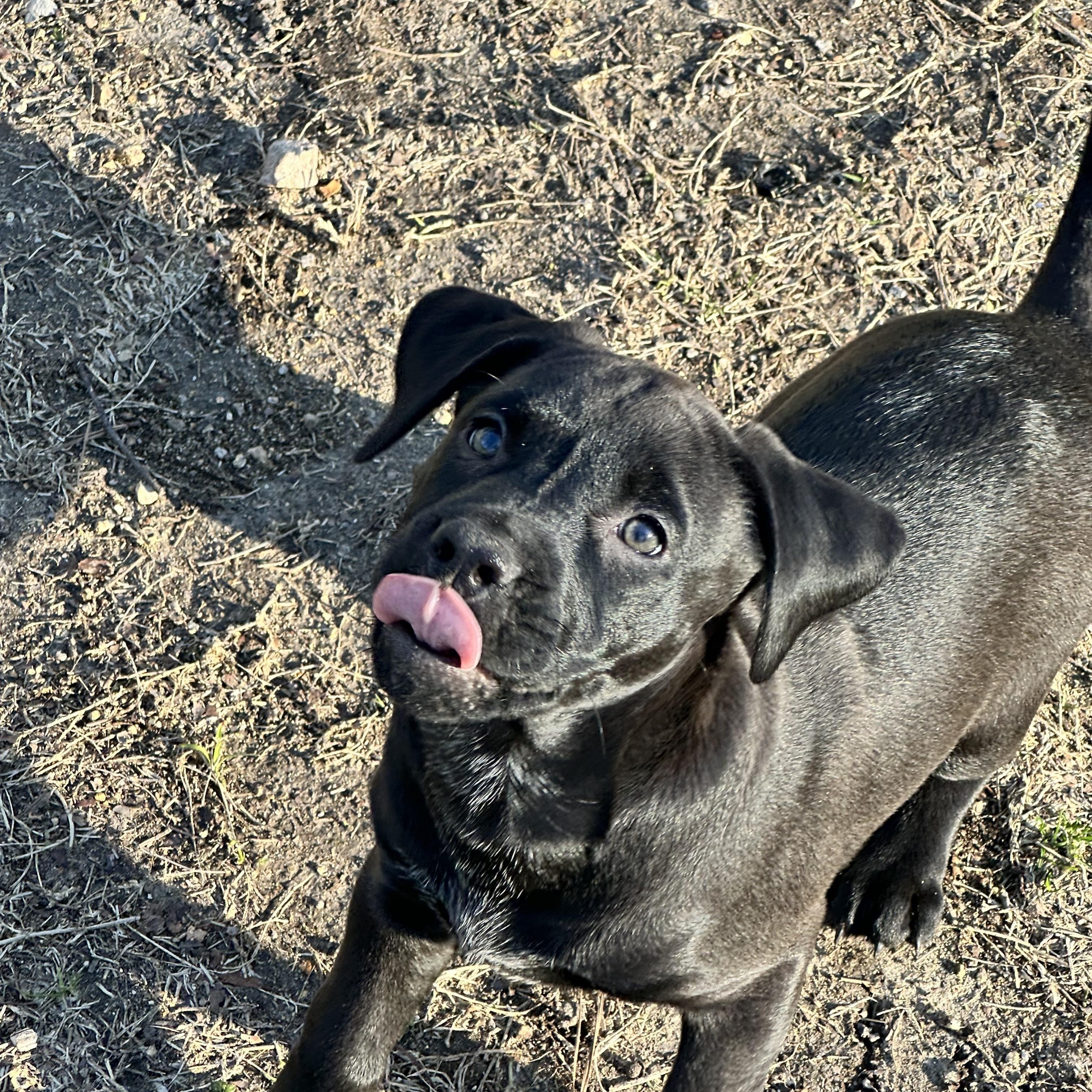 Enlarge Lucy, a ADOPTABLE mixed breed in Hagerstown, MD image 3/6
